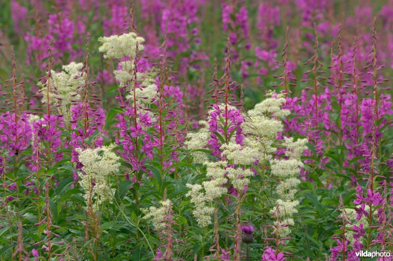 Wilgeroosjes en moerasspirea