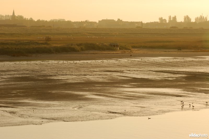 Slikken en schorren aan de IJzermonding