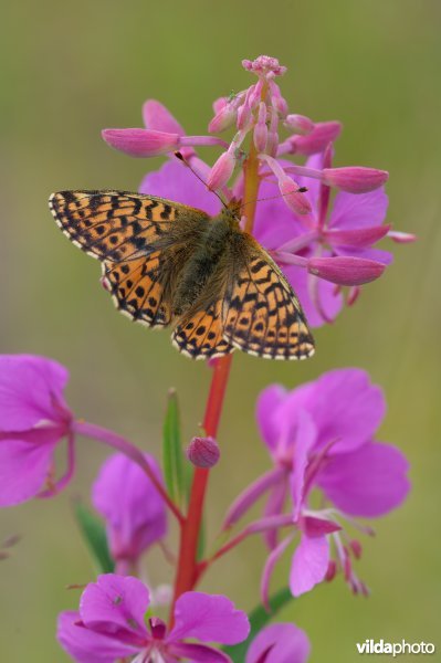 Veenbesparelmoer op wilgeroosje
