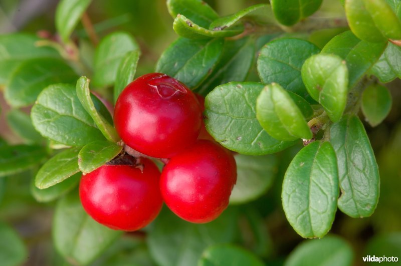 Bessen van rode bosbes