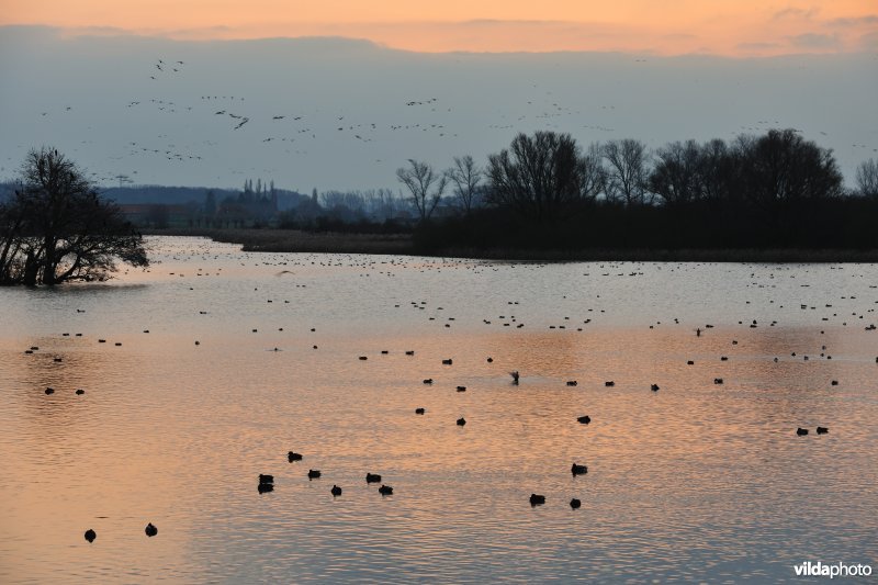 Overwinterende watervogels op de Blankaartvijver