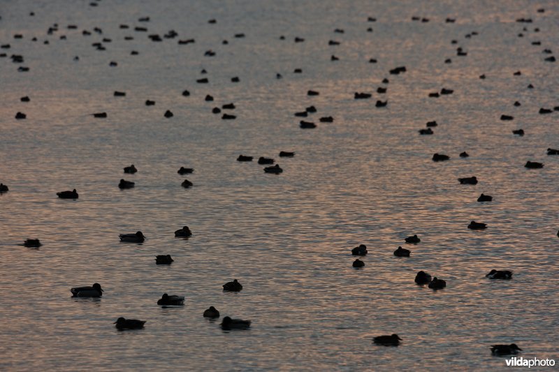 Overwinterende watervogels op de Blankaartvijver