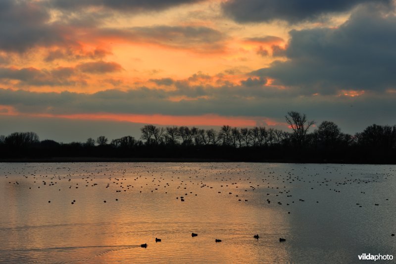 Overwinterende watervogels op de Blankaartvijver