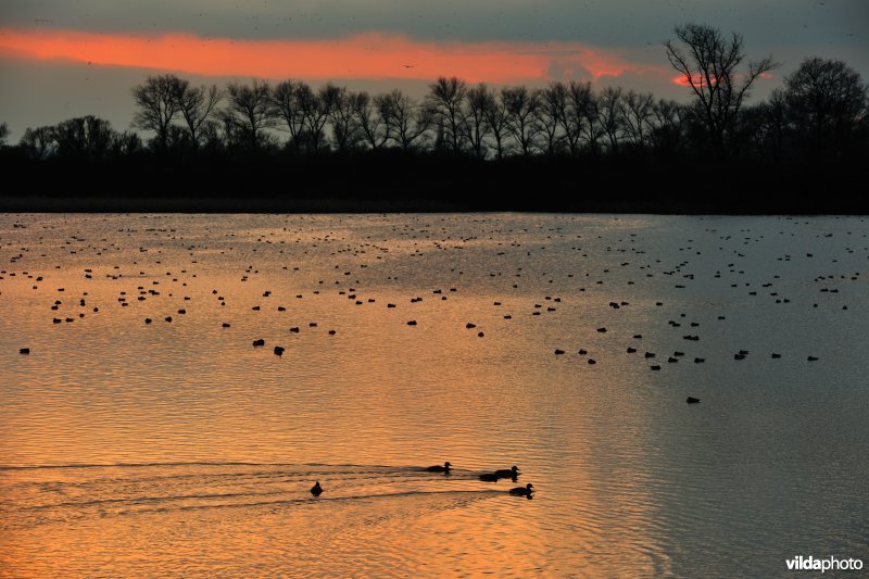 Overwinterende watervogels op de Blankaartvijver