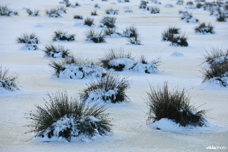 Pitrusbulten in de winterse Vijfhuizenbroeken