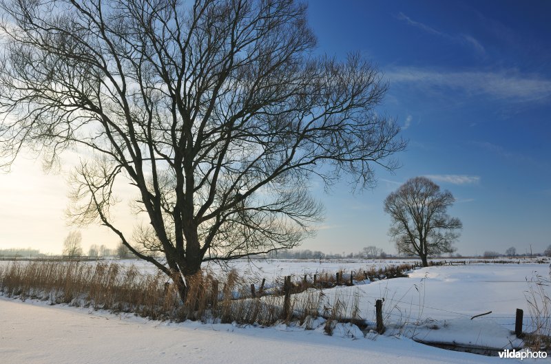 Vijfhuizenbroek