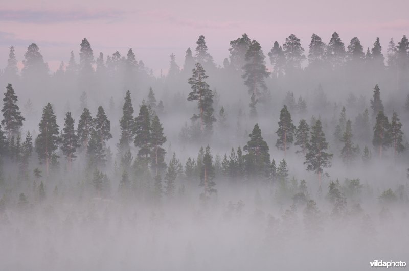 Finse bossen in de mist