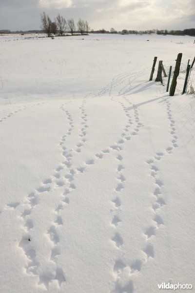 Smientensporen in de sneeuw in het Woumenbroek