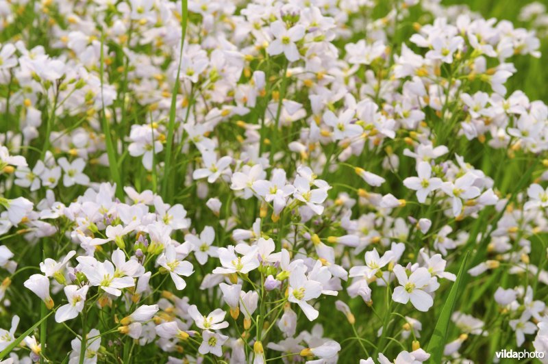Pinksterbloemen in de Merkembroeken