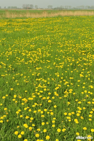 Paardebloemen in Noordschotebroek