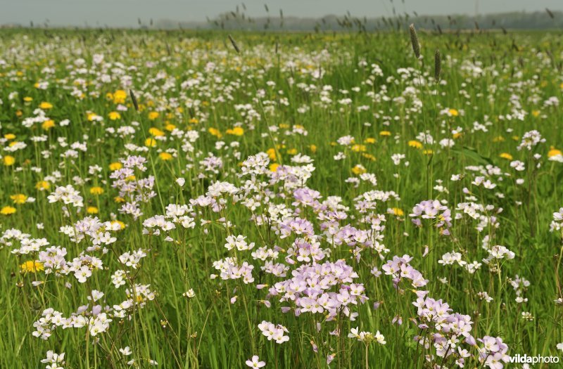 Pinksterbloemen in Noordschotebroek