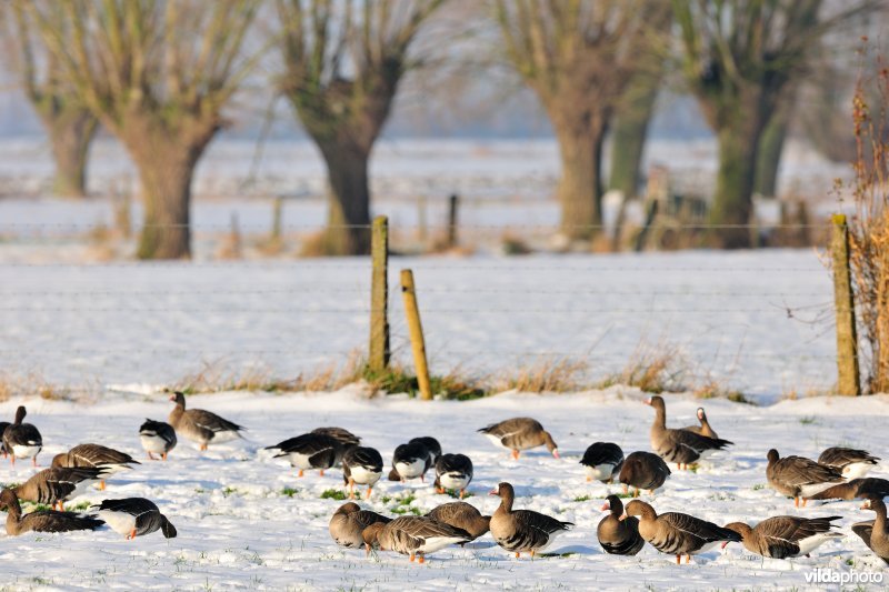 Kolganzen in de IJzervallei