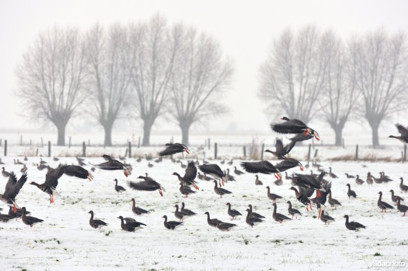 Kolganzen in de IJzervallei
