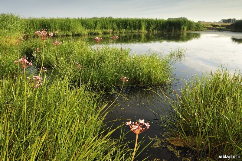 Oude jachtput met Zwanenbloemen