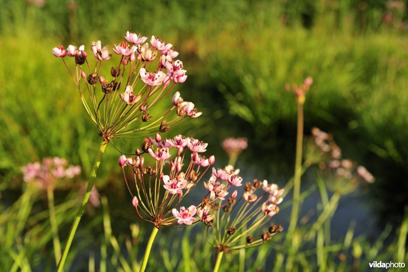 Oude jachtput met Zwanenbloemen