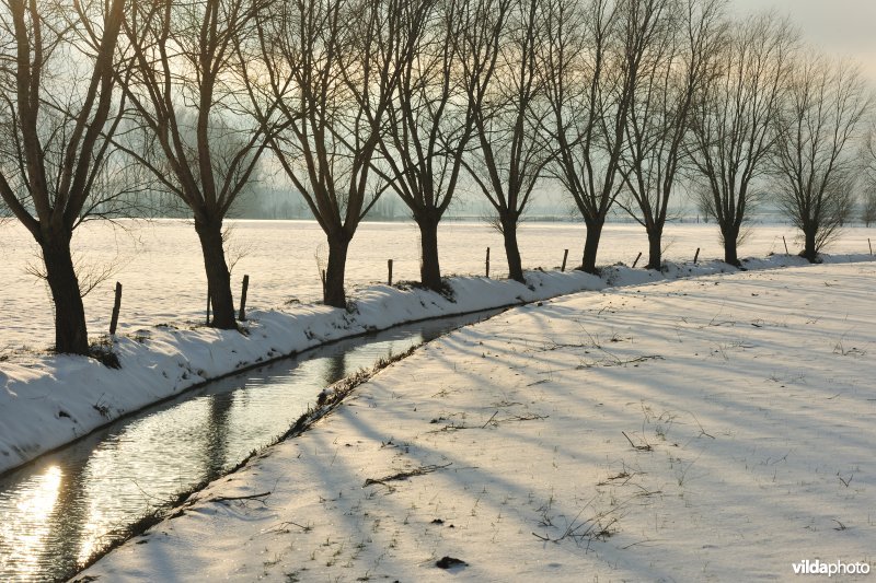 Winterse wilgen langs gracht