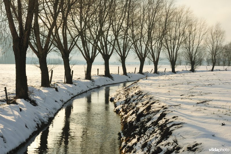 Winterse wilgen langs gracht