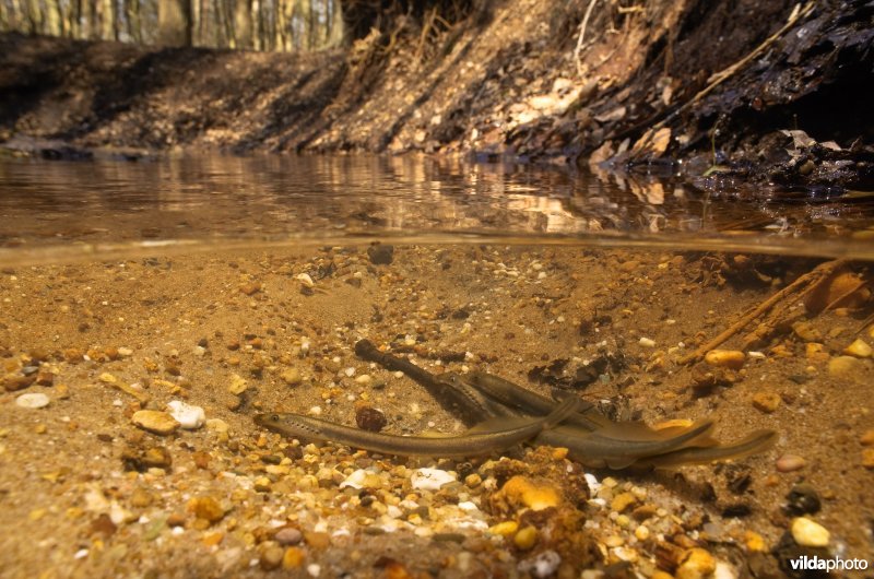 Paaiende beekprikken in een Veluwse sprengenbeek