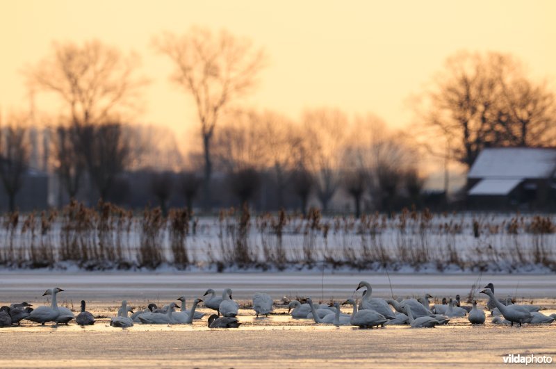 Kleine zwanen in de IJzervallei