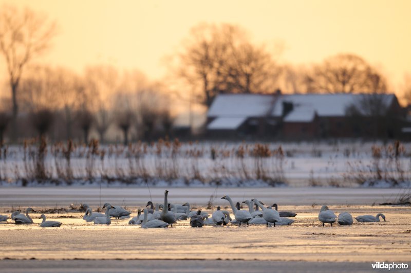 Kleine zwanen in de IJzervallei