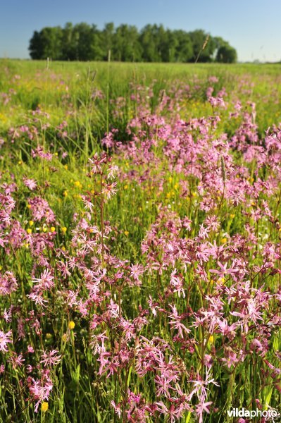 Echte koekoeksbloem in het Vijfhuizenbroek rond de Blankaart