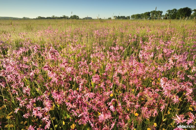 Echte koekoeksbloem in het Vijfhuizenbroek rond de Blankaart