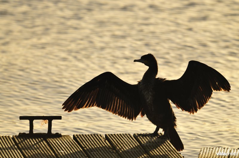 Aalscholver op aanlegsteiger van de Oostendse spuikom