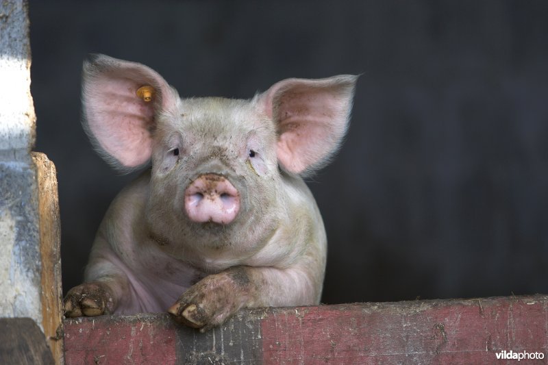 Varken in zwijnenstal