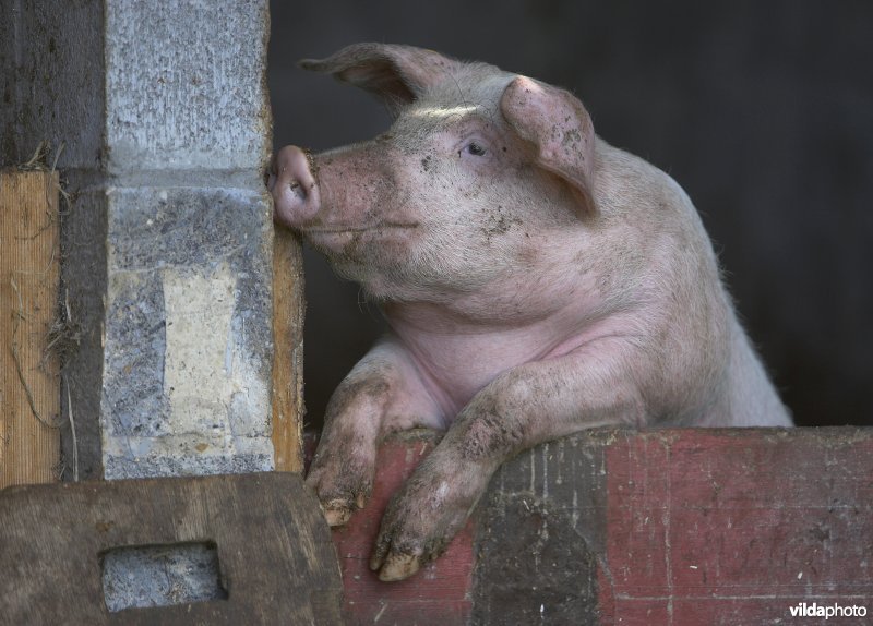 Portret van een varken