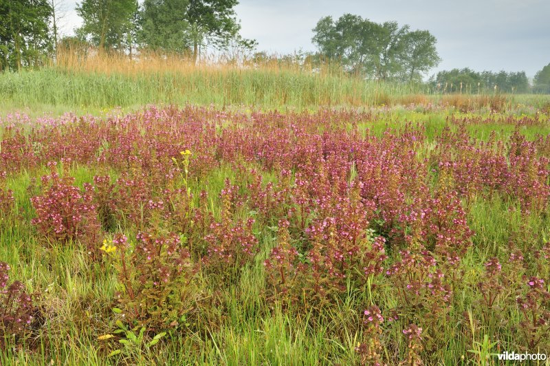 Natuurreservaat De Leiemeersen