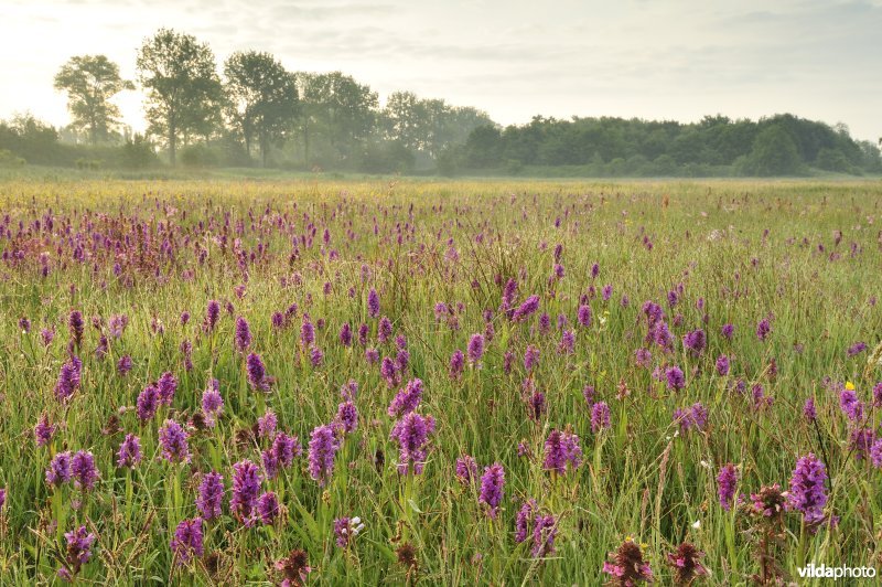 Natuurreservaat De Leiemeersen