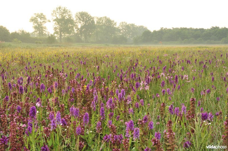 Natuurreservaat De Leiemeersen