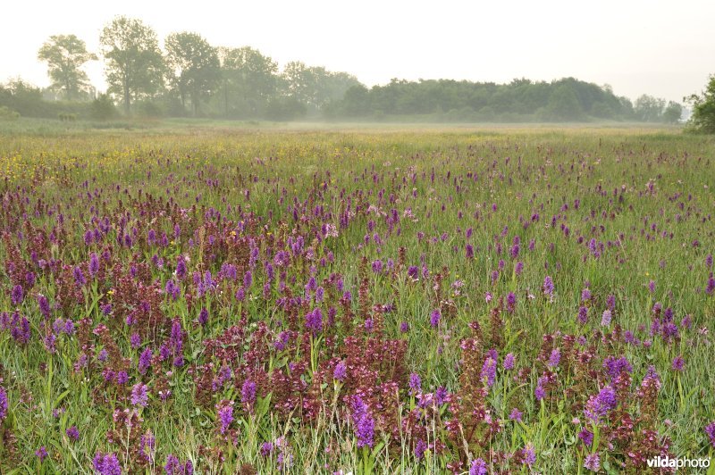 Natuurreservaat De Leiemeersen