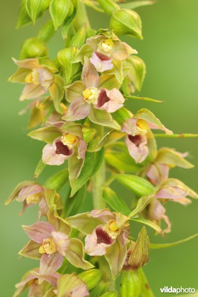 Breedbladige wespenorchis