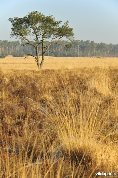 Natuurreservaat Kalmthoutse Heide