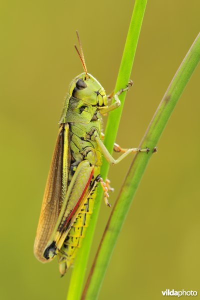 Mannetje Moerassprinkhaan
