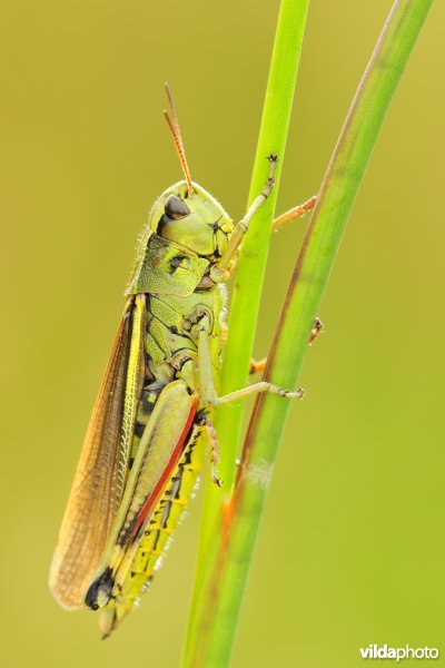 Mannetje Moerassprinkhaan