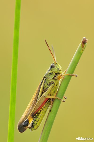 Mannetje Moerassprinkhaan