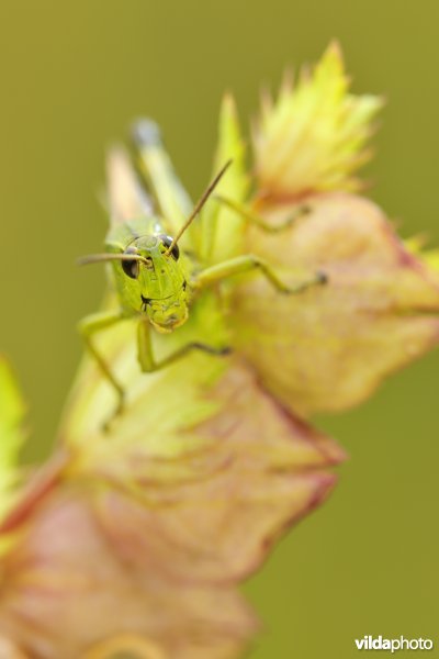 Mannetje Moerassprinkhaan