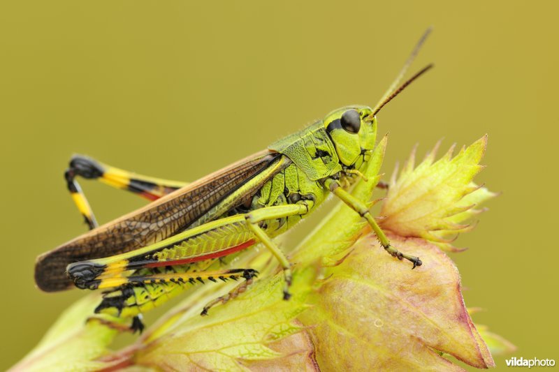 Mannetje Moerassprinkhaan