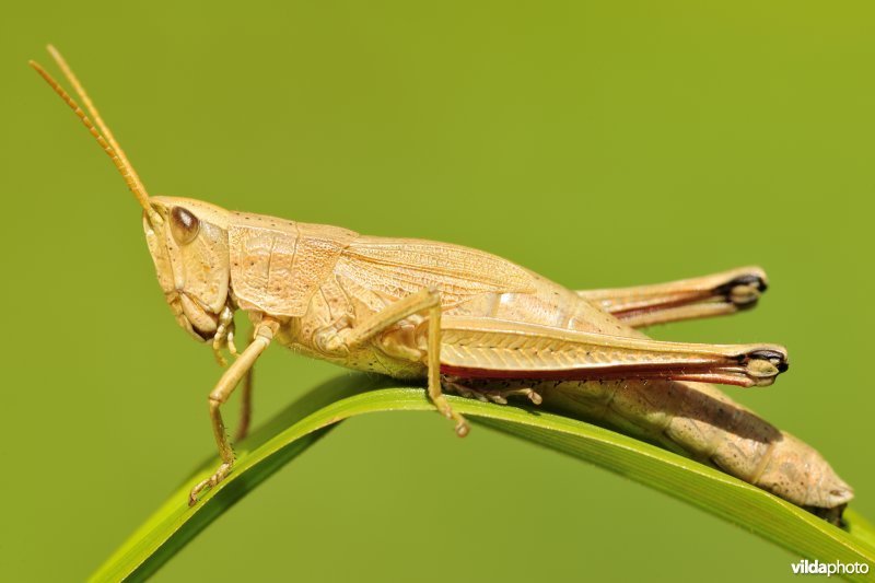 Vrouwtje Gouden sprinkhaan