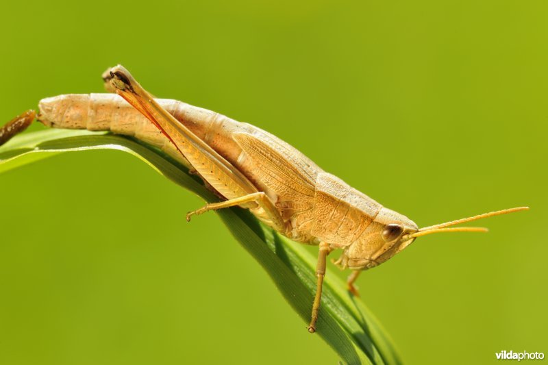 Vrouwtje Gouden sprinkhaan