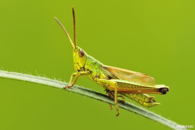 Mannetje Gouden sprinkhaan