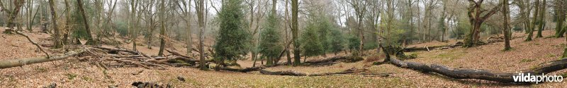 Nationaal Park New Forest