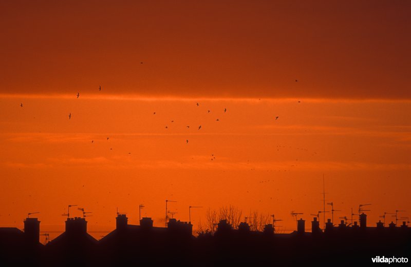 Stedelijke skyline