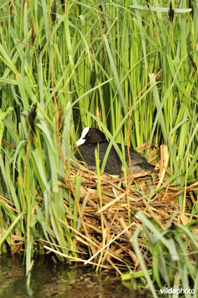 Broedende Meerkoet