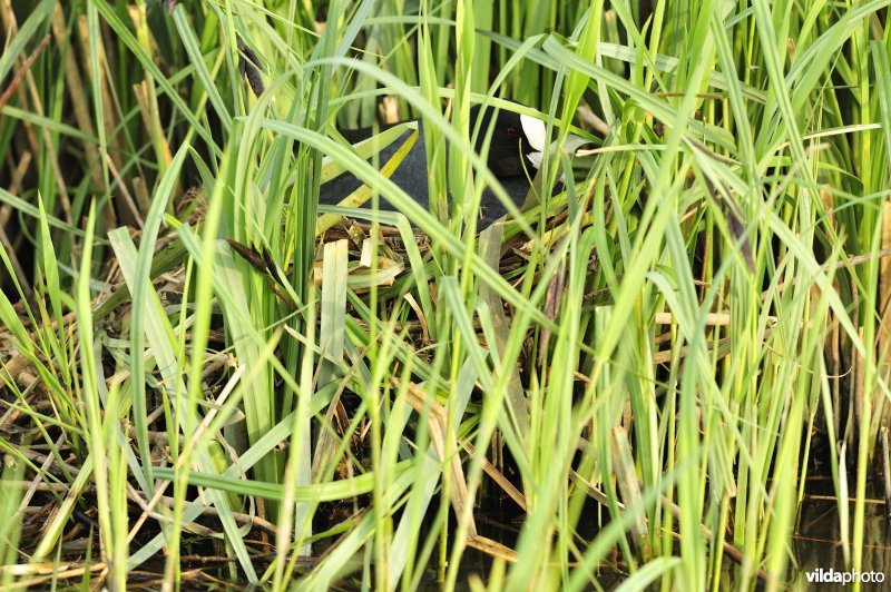 Meerkoet op nest