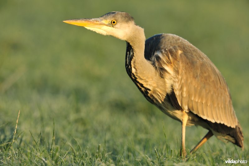 Blauwe reiger