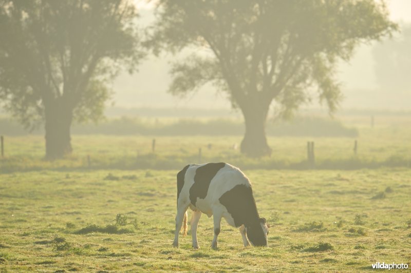 Grazende koe in de Kwetshage poldergraslanden