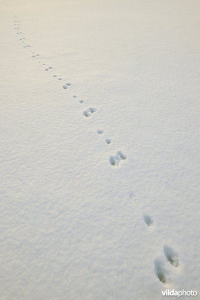 Sporen van Haas in de sneeuw